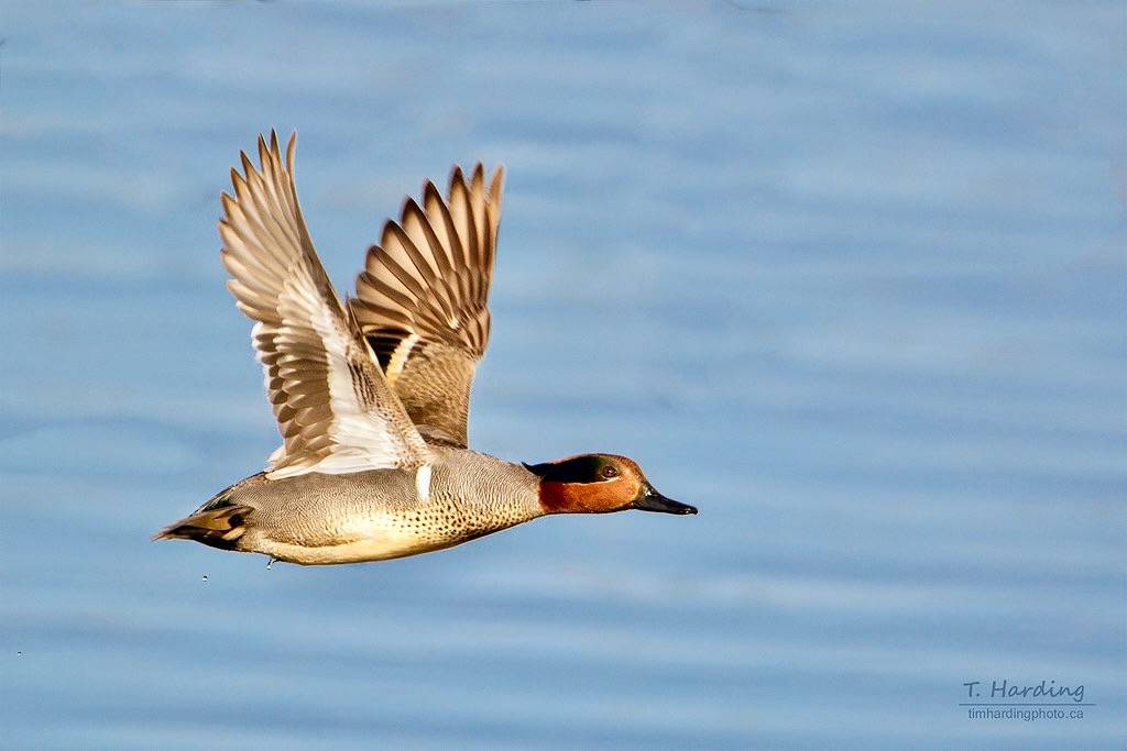 Green-winged Teal (Anas carolinensis) by Tim Harding is licensed under CC BY-NC-ND 2.0.